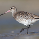 A bar-tailed godwit in Australia.